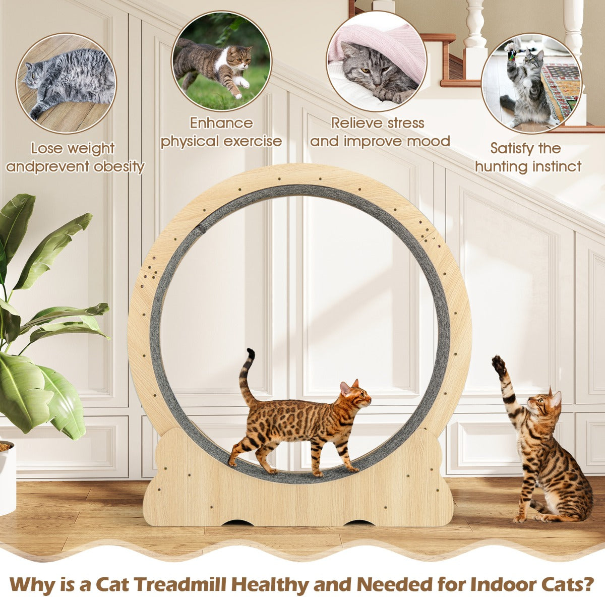 Livsk costway 101 cm groot trainingswiel voor katten kattenloopband met vergrendelbaar mechanisme gelambriste loopvlak 3